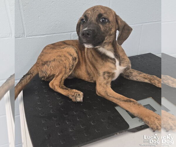 Medium Photo #2 Plott Hound-Unknown Mix Puppy For Sale in Washington, DC, USA
