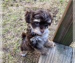 Small Photo #1 Havanese Puppy For Sale in FRIERSON, LA, USA