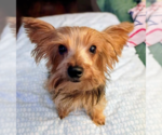 Jack - Male Mutt Dog for Adoption - Small photo