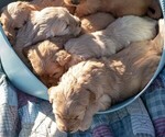 Small Photo #3 Golden Retriever Puppy For Sale in BYERS, CO, USA