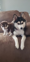 Mother of the Pomsky puppies born on 11/11/2018