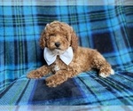 Small #1 Cockapoo (Miniature)