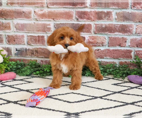 Medium Photo #4 Cavapoo (Miniature) Puppy For Sale in SYRACUSE, IN, USA