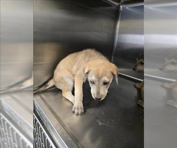 Medium Photo #1 Labrador Retriever Puppy For Sale in Houston, TX, USA