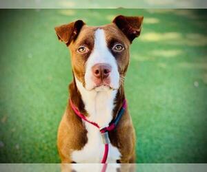 Labrador Retriever-Unknown Mix Dogs for adoption in Orlando, FL, USA