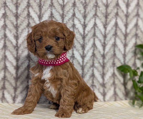 Medium Photo #50 Cavapoo (Miniature) Puppy For Sale in GOSHEN, IN, USA