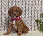 Small Photo #50 Cavapoo (Miniature) Puppy For Sale in GOSHEN, IN, USA
