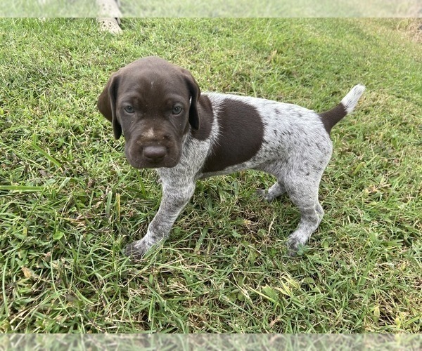 Medium Photo #14 German Shorthaired Pointer Puppy For Sale in CONCORD, NC, USA
