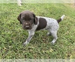 Small Photo #14 German Shorthaired Pointer Puppy For Sale in CONCORD, NC, USA