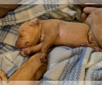 Small #6 Vizsla