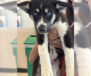 Siberian Husky-Unknown Mix Dogs for adoption in Plano, TX, USA