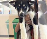 Small Siberian Husky Mix