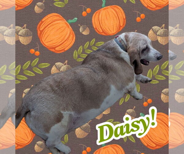 Medium Photo #2 Basset Hound Puppy For Sale in Brookville, OH, USA