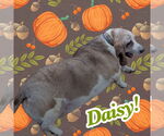 Small #1 Basset Hound