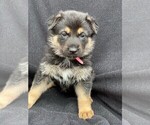 Small Photo #1 German Shepherd Dog Puppy For Sale in ROBINSON, IL, USA