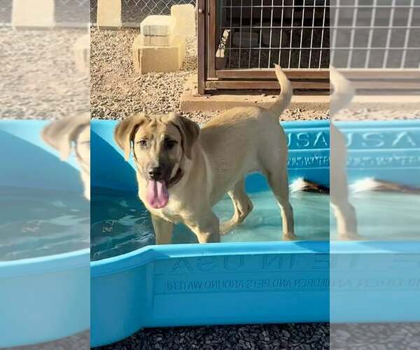 Medium Photo #6 Anatolian Shepherd-Black Mouth Cur Mix Puppy For Sale in Cave Creek, AZ, USA