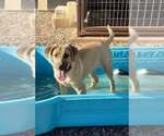 Small #5 Anatolian Shepherd-Black Mouth Cur Mix