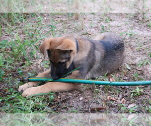 German Shepherd Dog Puppy for sale in LAKELAND, FL, USA
