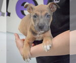 Small #3 American Staffordshire Terrier-Boxer Mix
