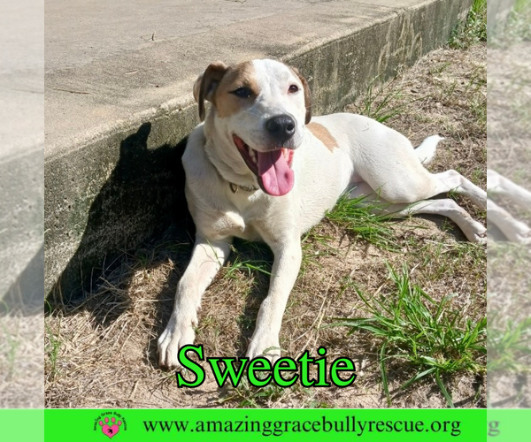 Medium Photo #5 Mutt Puppy For Sale in Pensacola, FL, USA
