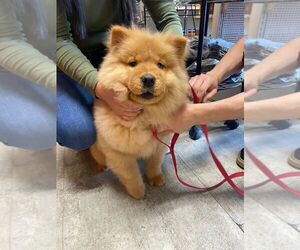 Chow Chow Puppy for sale in CONWAY, SC, USA