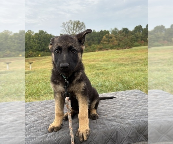 Medium Photo #2 German Shepherd Dog Puppy For Sale in SUMPTER TWP, MI, USA