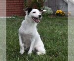 Small Photo #1 Aussiedoodle-Poodle (Miniature) Mix Puppy For Sale in SUNBURY, PA, USA