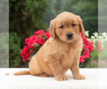 Small #4 Golden Retriever