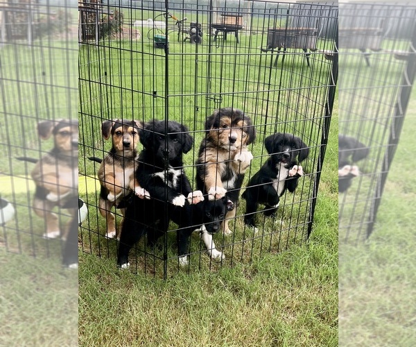 Medium Photo #1 Border Collie-Border Terrier Mix Puppy For Sale in LINCOLN, TX, USA