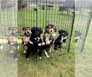 Border Collie-Border Terrier Mix Puppy for sale in LINCOLN, TX, USA