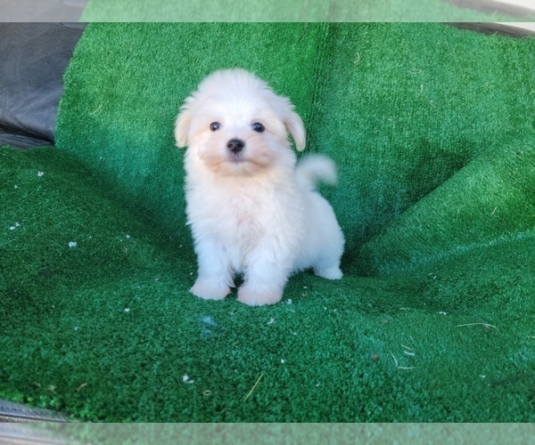 Medium Photo #1 Mal-Shi Puppy For Sale in SANTA CLARITA, CA, USA