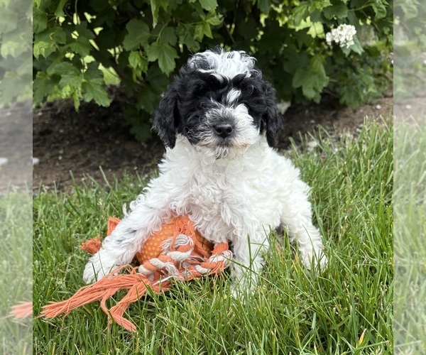 Medium Photo #1 Poodle (Miniature) Puppy For Sale in MIDDLEBURY, IN, USA