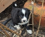 Small Photo #6 Border Collie Puppy For Sale in HARRISON, ID, USA