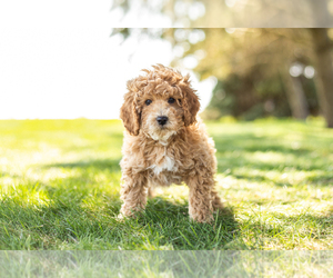 Poodle (Miniature) Puppy for sale in SHIPSHEWANA, IN, USA
