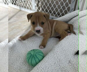 Mutt Dogs for adoption in Holly Springs, NC, USA