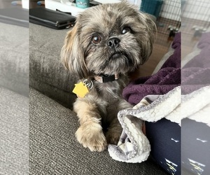 Mother of the Shih Tzu puppies born on 12/26/2025