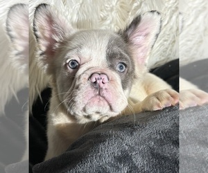 French Bulldog Puppy for sale in MIAMI, FL, USA