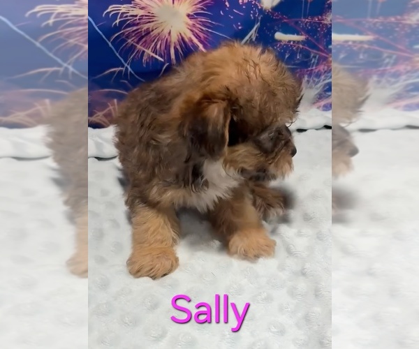 Medium Photo #2 Yorkipoo Puppy For Sale in AZLE, TX, USA