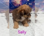 Sally - Female Yorkipoo Puppy for Sale - Photo #2