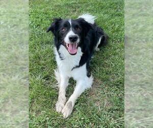 Border Collie Dogs for adoption in Lee's Summit, MO, USA