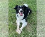 Small Border Collie