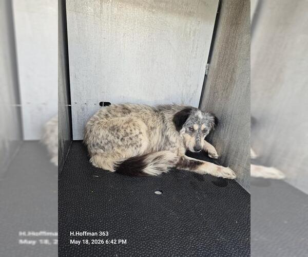 Medium Photo #1 Mutt Puppy For Sale in San Antonio, TX, USA