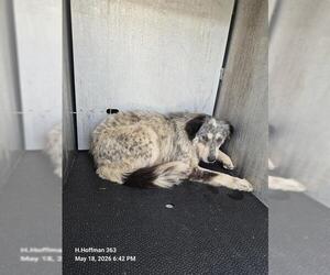 Mutt Dogs for adoption in San Antonio, TX, USA
