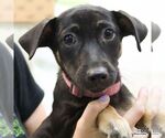 Small #3 Dachshund Mix