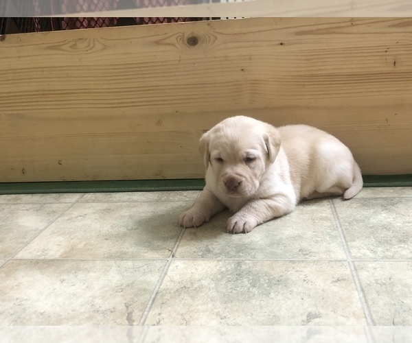 Medium Photo #6 Labrador Retriever Puppy For Sale in DEWITT, VA, USA