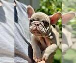 Small Photo #4 French Bulldog Puppy For Sale in PALO ALTO, CA, USA