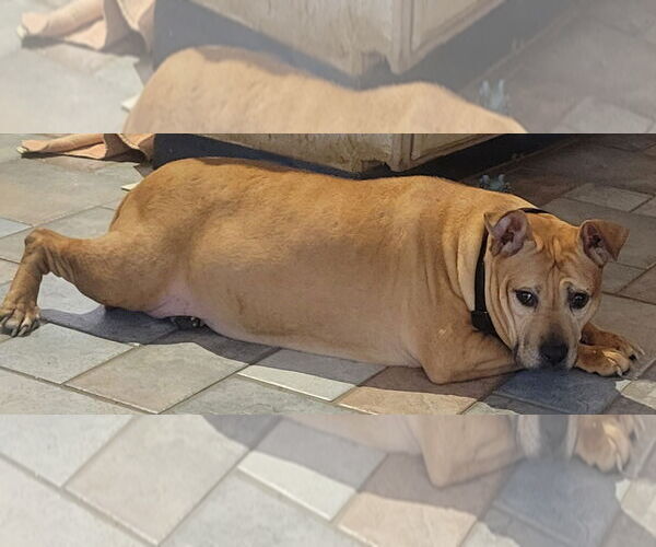 Medium Photo #2 American Pit Bull Terrier-Bulldog Mix Puppy For Sale in Dublin, OH, USA