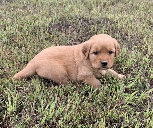 Medium Photo #1 Golden Retriever Puppy For Sale in CLEVER, MO, USA