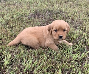Golden Retriever Puppy for sale in CLEVER, MO, USA
