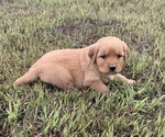 Small Golden Retriever